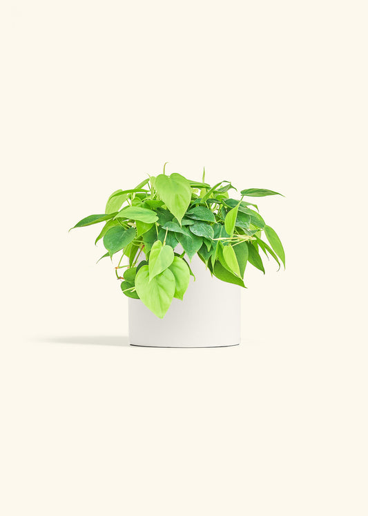 Sweetheart Philodendron in a 6 inches White Classic Cylinder Planter 