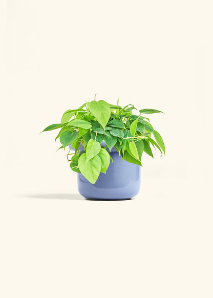 Sweetheart Philodendron in a 6 inches Fat Lip Blue Planter 