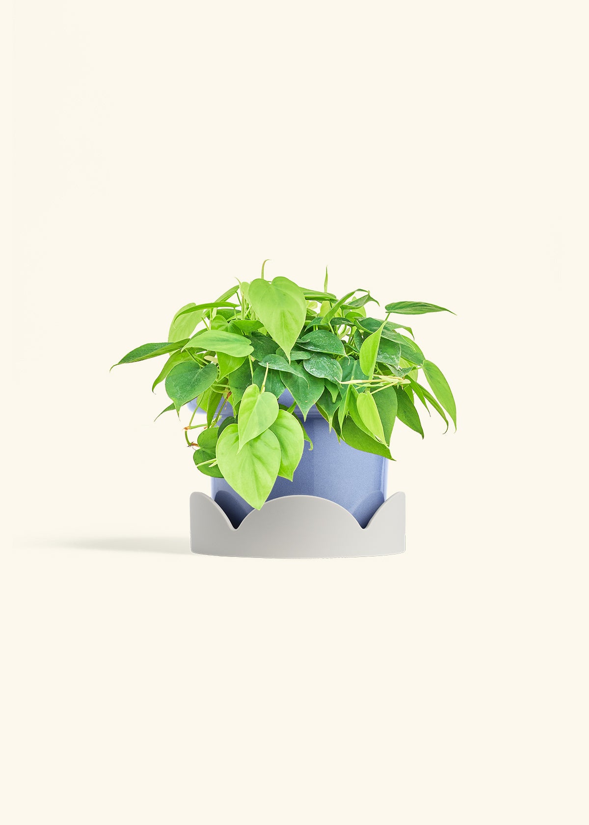 Sweetheart Philodendron in a 6 inches Fat Lip Blue Planter in a Oat Petal Drip Tray