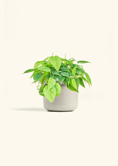 Sweetheart Philodendron in a 6 inches Fat Lip Red Planter 