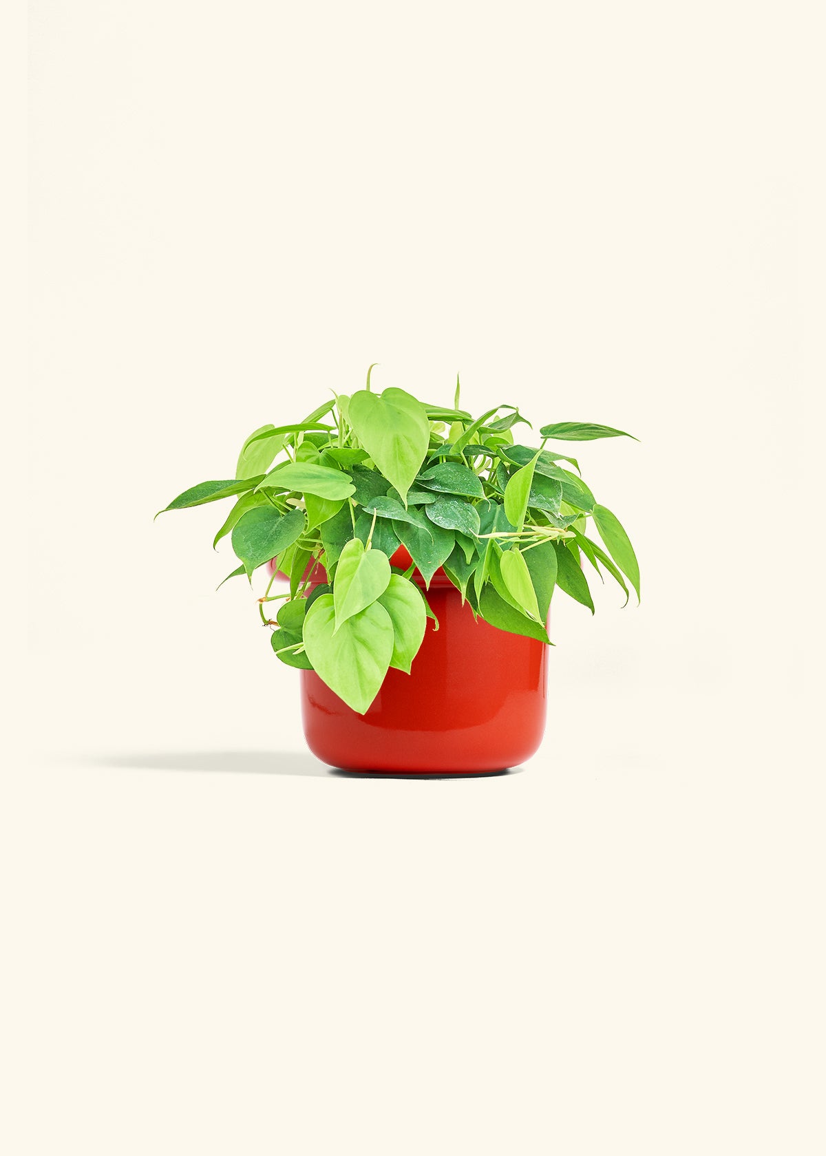 Sweetheart Philodendron in a 6 inches Fat Lip Oat Planter 