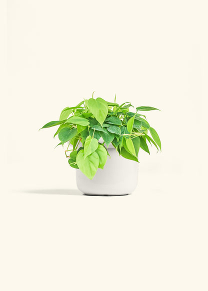 Sweetheart Philodendron in a 6 inches Fat Lip White Planter 