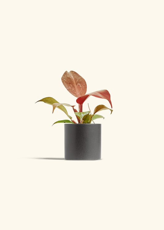 Philodendron 'Imperial Red' in a 4 inches Charcoal Classic Cylinder Planter 
