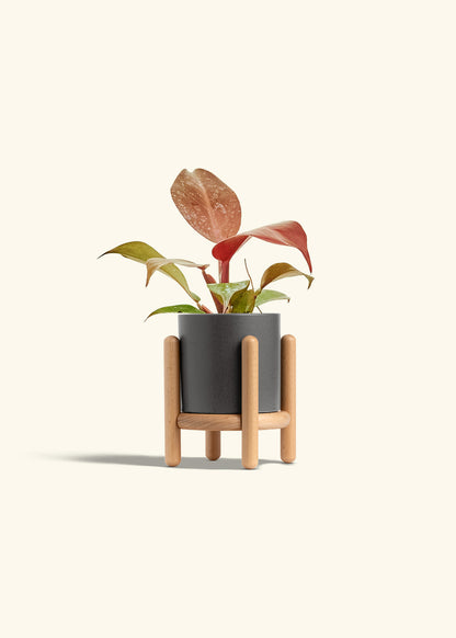 Philodendron 'Imperial Red' in a 4 inches Charcoal Classic Cylinder Planter in a Beech Wood Stand