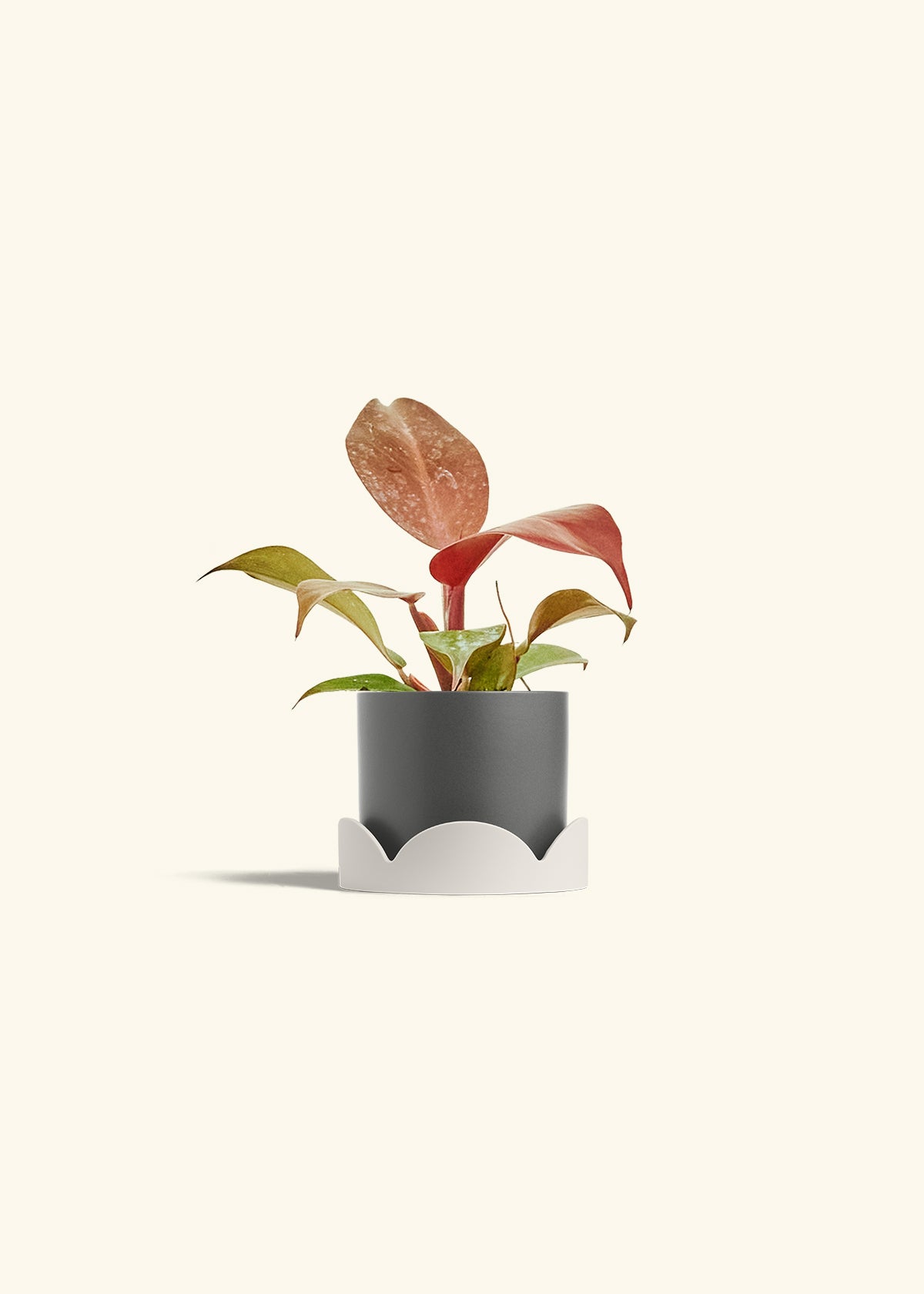 Philodendron 'Imperial Red' in a 4 inches Charcoal Classic Cylinder Planter in a Oat Petal Drip Tray
