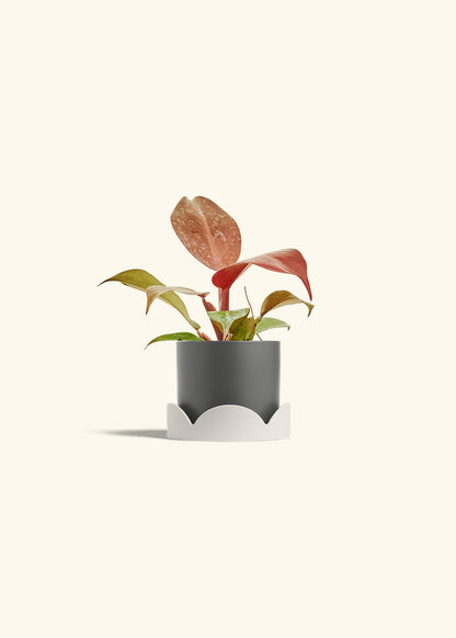 Philodendron 'Imperial Red' in a 4 inches Charcoal Classic Cylinder Planter in a Oat Petal Drip Tray