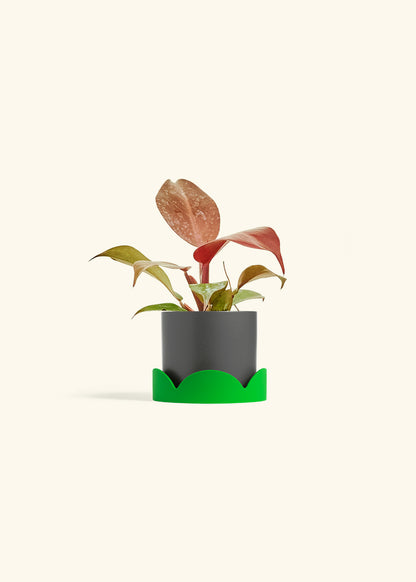 Philodendron 'Imperial Red' in a 4 inches Charcoal Classic Cylinder Planter in a Shamrock Petal Drip Tray