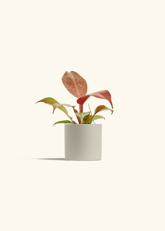 Philodendron 'Imperial Red' in a 4 inches Oat Classic Cylinder Planter 
