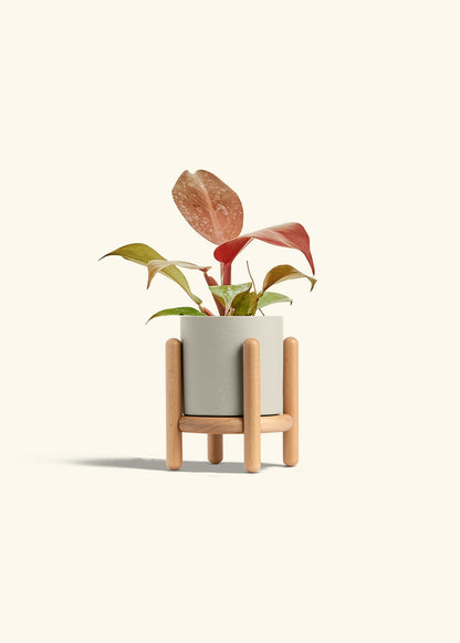 Philodendron 'Imperial Red' in a 4 inches Oat Classic Cylinder Planter in a Beech Wood Stand