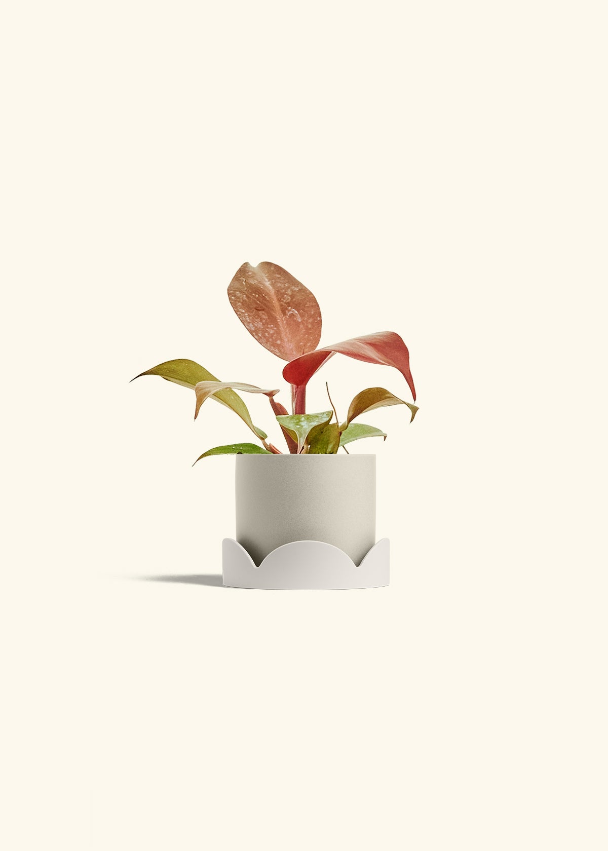 Philodendron 'Imperial Red' in a 4 inches Oat Classic Cylinder Planter in a Oat Petal Drip Tray