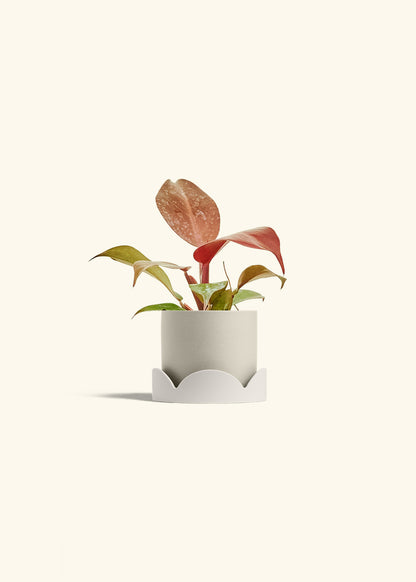 Philodendron 'Imperial Red' in a 4 inches Oat Classic Cylinder Planter in a Oat Petal Drip Tray