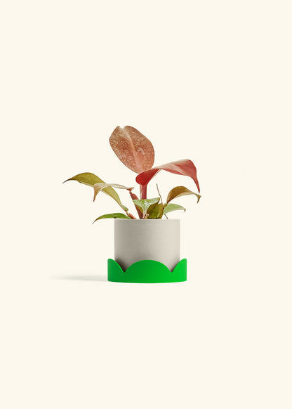 Philodendron 'Imperial Red' in a 4 inches Oat Classic Cylinder Planter in a Shamrock Petal Drip Tray