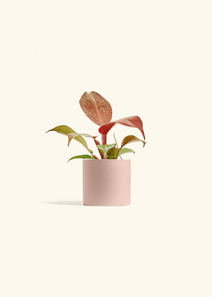 Philodendron 'Imperial Red' in a 4 inches Pink Classic Cylinder Planter 