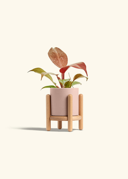 Philodendron 'Imperial Red' in a 4 inches Pink Classic Cylinder Planter in a Beech Wood Stand