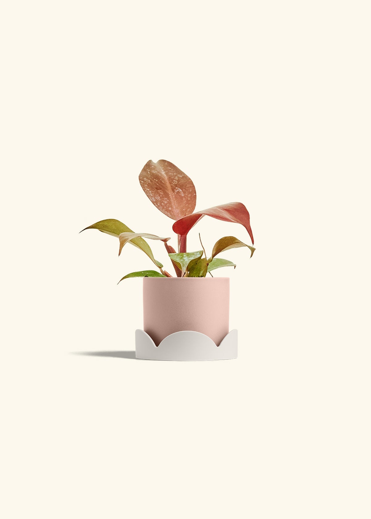 Philodendron 'Imperial Red' in a 4 inches Pink Classic Cylinder Planter in a Oat Petal Drip Tray