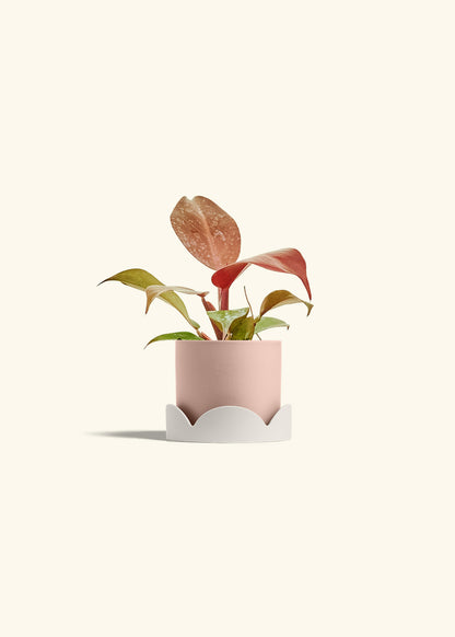 Philodendron 'Imperial Red' in a 4 inches Pink Classic Cylinder Planter in a Oat Petal Drip Tray