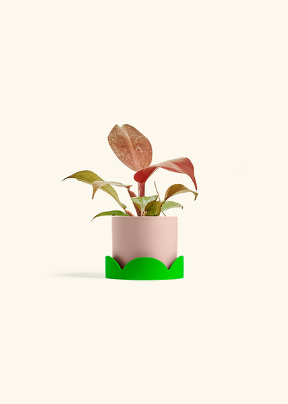 Philodendron 'Imperial Red' in a 4 inches Pink Classic Cylinder Planter in a Shamrock Petal Drip Tray