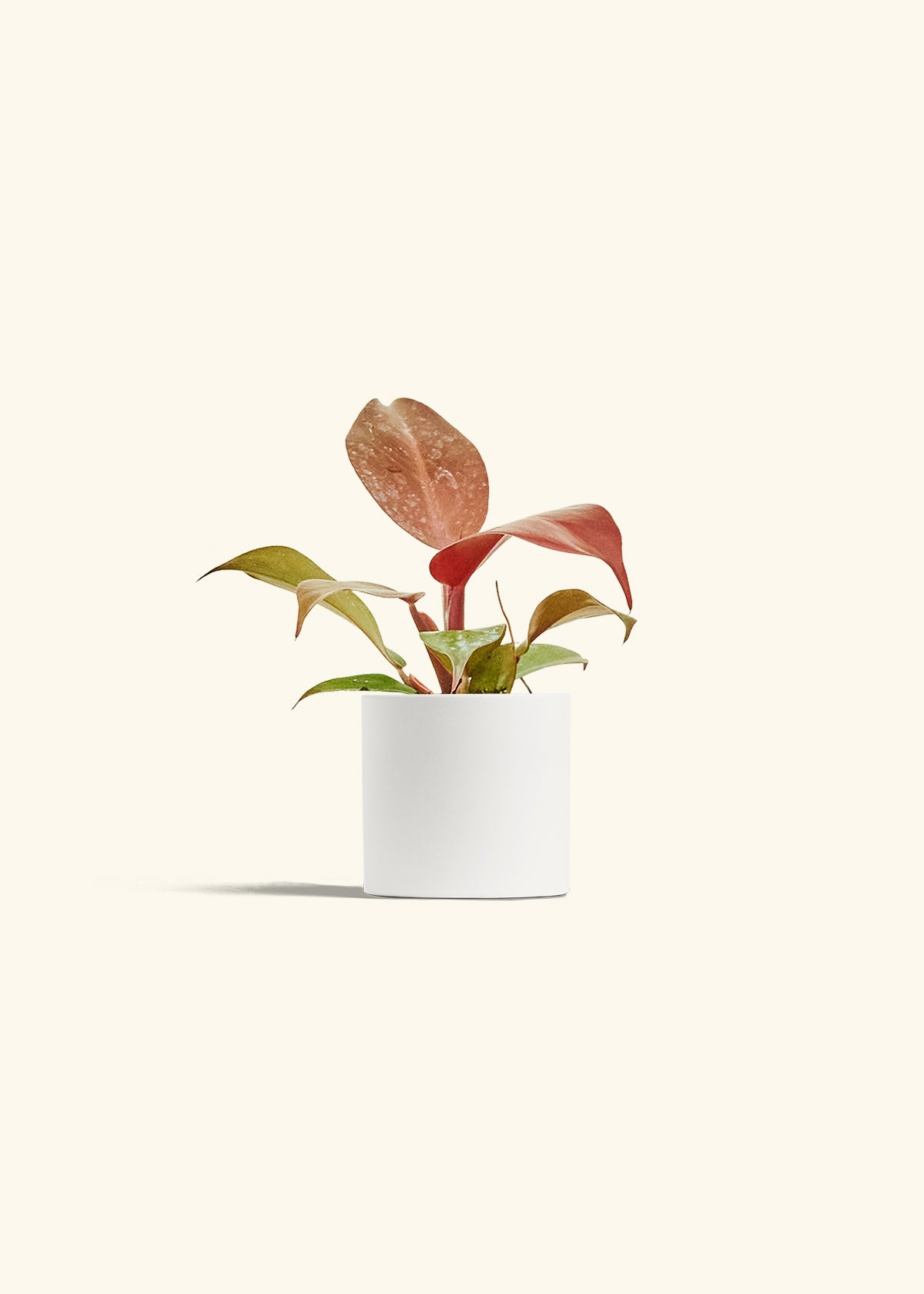 Philodendron 'Imperial Red' in a 4 inches White Classic Cylinder Planter 