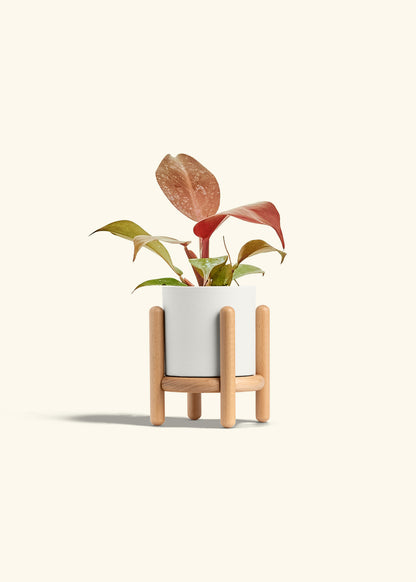 Philodendron 'Imperial Red' in a 4 inches White Classic Cylinder Planter in a Beech Wood Stand