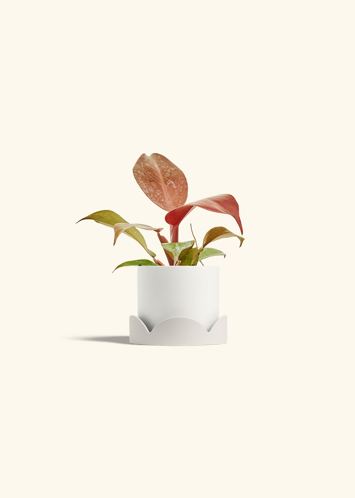 Philodendron 'Imperial Red' in a 4 inches White Classic Cylinder Planter in a Oat Petal Drip Tray