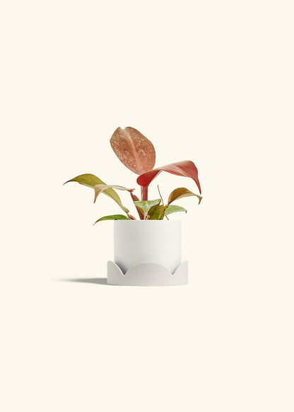 Philodendron 'Imperial Red' in a 4 inches White Classic Cylinder Planter in a Oat Petal Drip Tray
