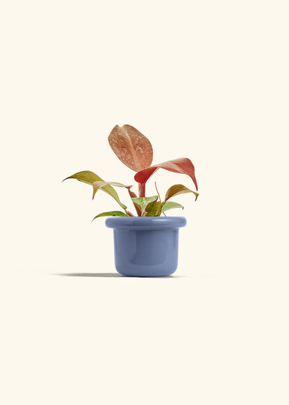 Philodendron 'Imperial Red' in a 4 inches Fat Lip Blue Planter 