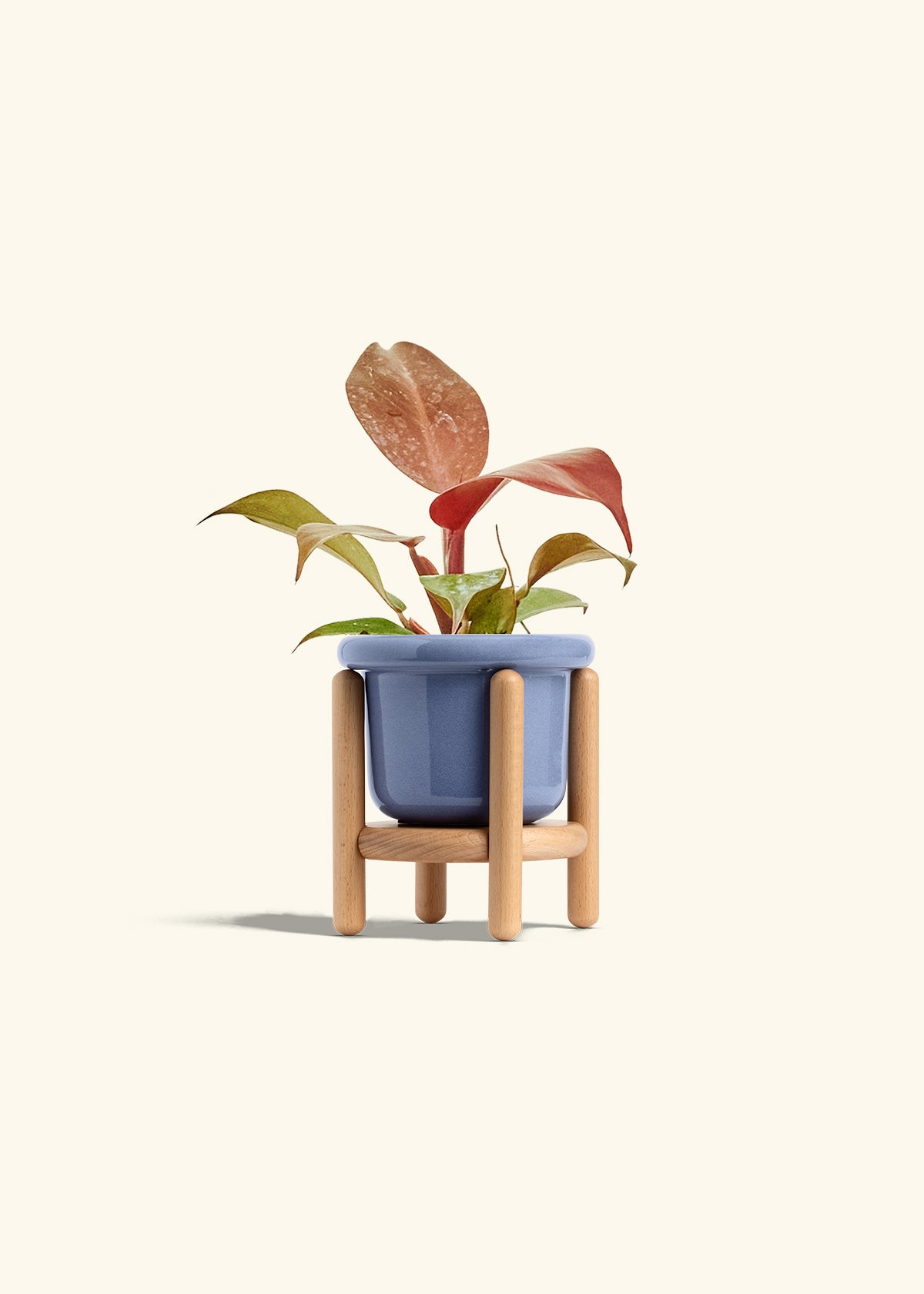 Philodendron 'Imperial Red' in a 4 inches Fat Lip Blue Planter in a Beech Wood Stand