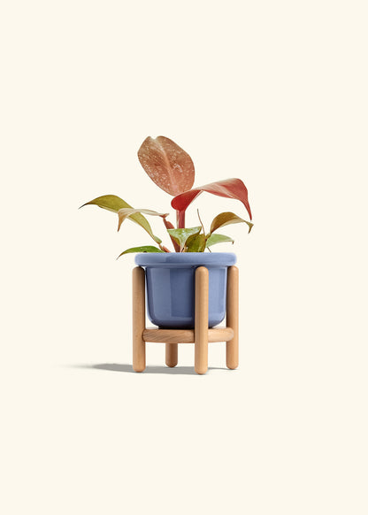 Philodendron 'Imperial Red' in a 4 inches Fat Lip Blue Planter in a Beech Wood Stand