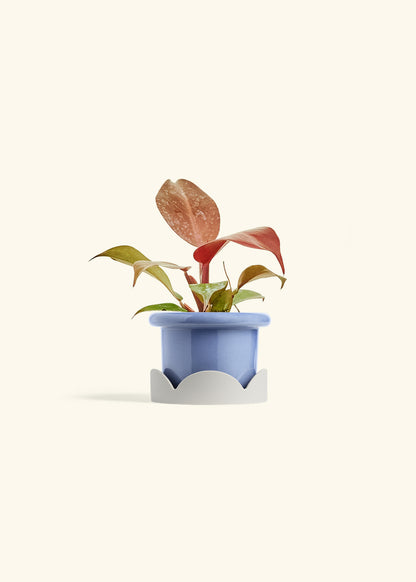 Philodendron 'Imperial Red' in a 4 inches Fat Lip Blue Planter in a Oat Petal Drip Tray