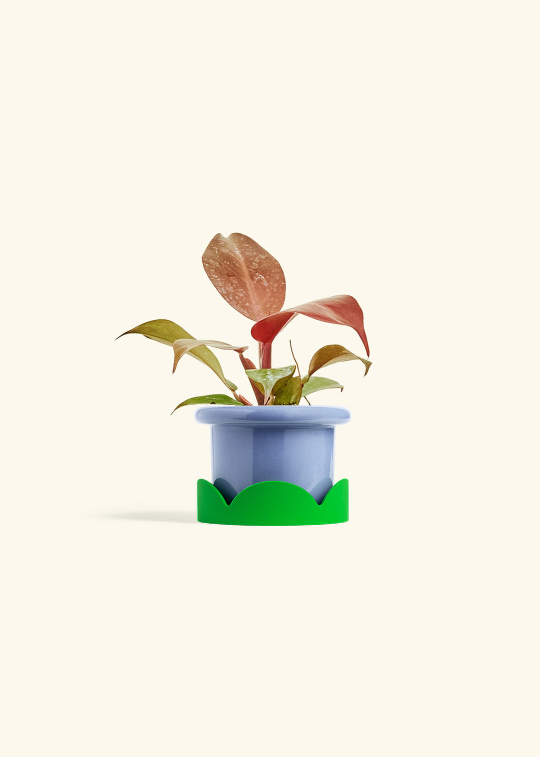 Philodendron 'Imperial Red' in a 4 inches Fat Lip Blue Planter in a Shamrock Petal Drip Tray