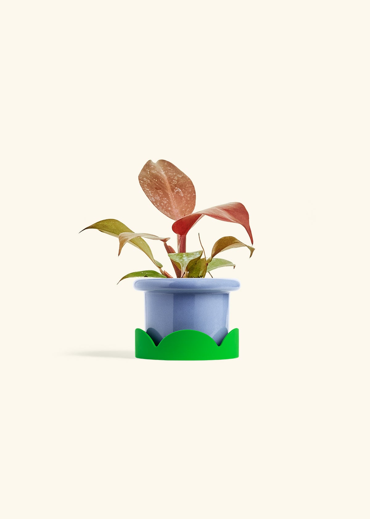 Philodendron 'Imperial Red' in a 4 inches Fat Lip Blue Planter in a Shamrock Petal Drip Tray