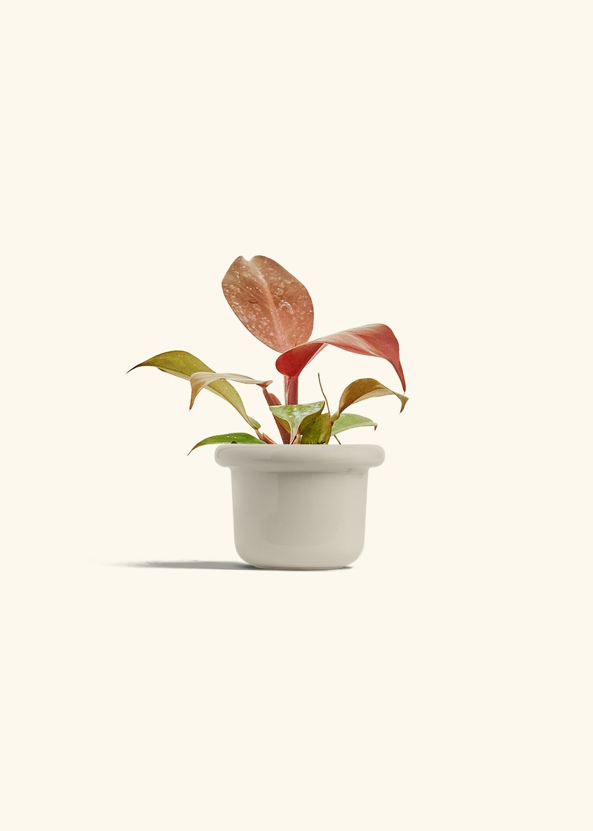 Philodendron 'Imperial Red' in a 4 inches Fat Lip Oat Planter 