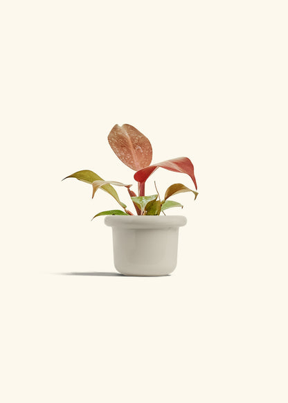 Philodendron 'Imperial Red' in a 4 inches Fat Lip Oat Planter 