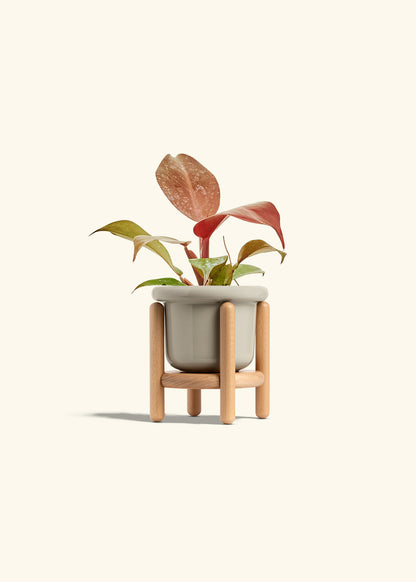 Philodendron 'Imperial Red' in a 4 inches Fat Lip Oat Planter in a Beech Wood Stand