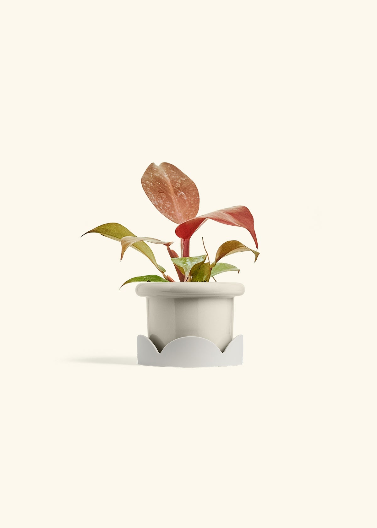 Philodendron 'Imperial Red' in a 4 inches Fat Lip Oat Planter in a Oat Petal Drip Tray
