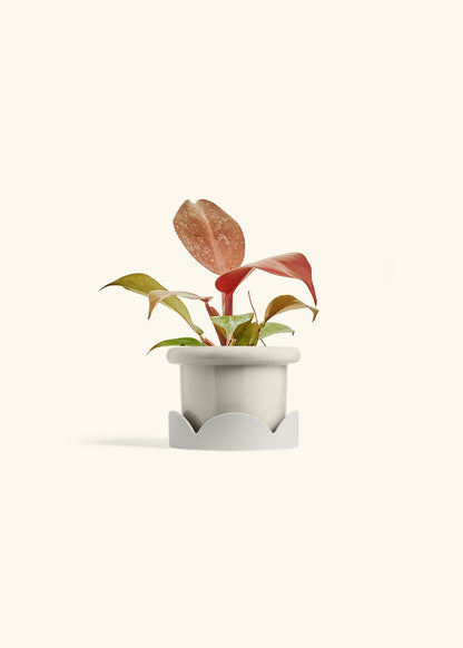 Philodendron 'Imperial Red' in a 4 inches Fat Lip Oat Planter in a Oat Petal Drip Tray