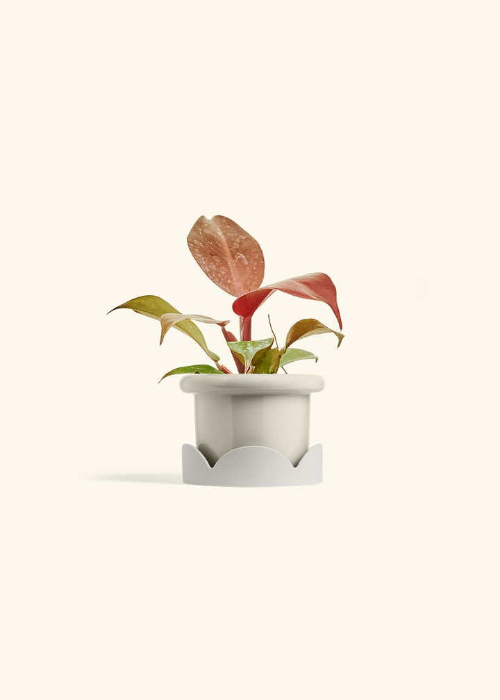Philodendron 'Imperial Red' in a 4 inches Fat Lip Oat Planter in a Oat Petal Drip Tray