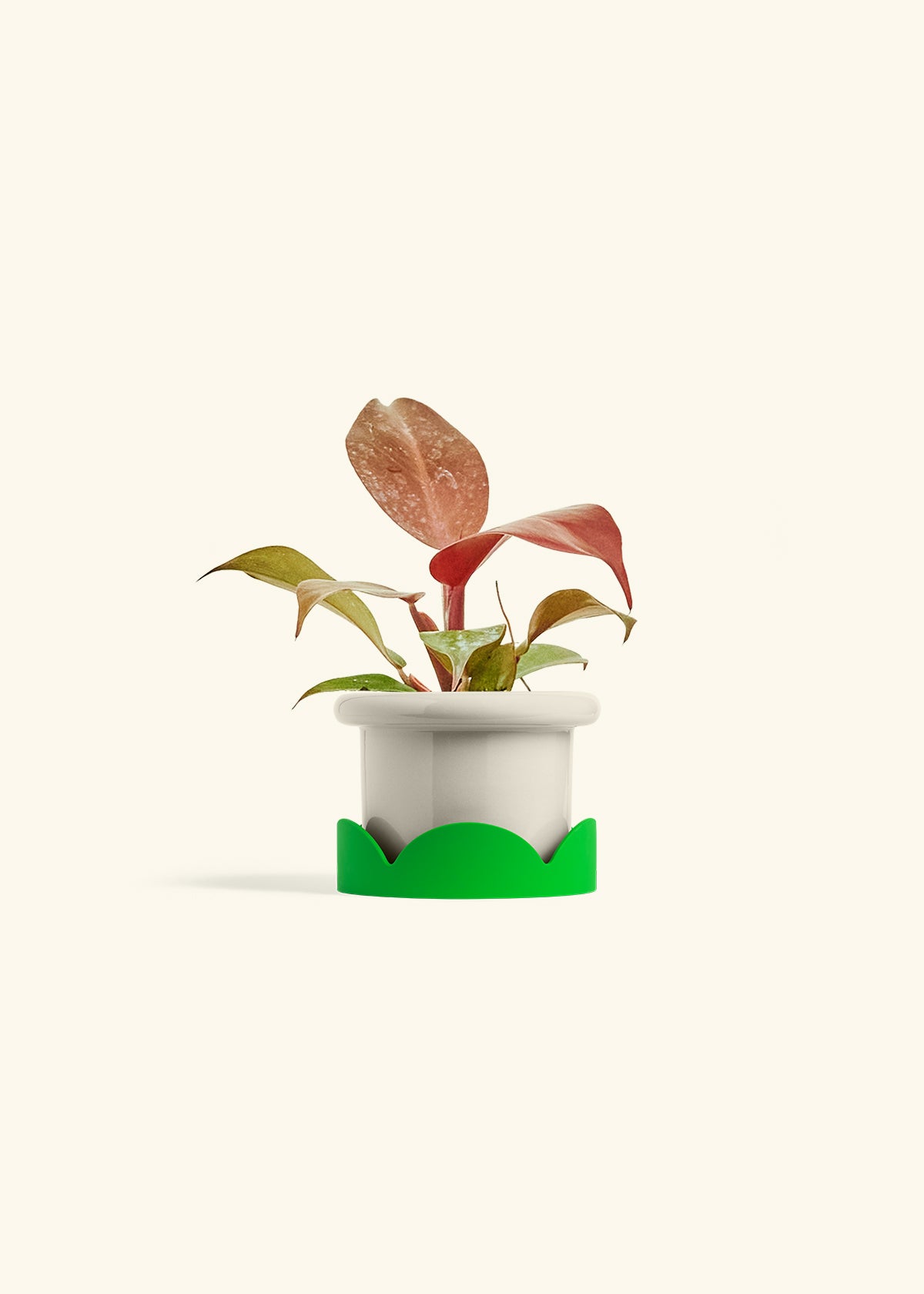 Philodendron 'Imperial Red' in a 4 inches Fat Lip Oat Planter in a Shamrock Petal Drip Tray