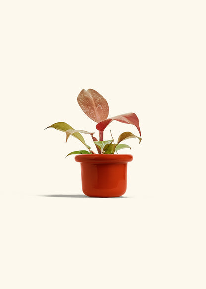 Philodendron 'Imperial Red' in a 4 inches Fat Lip Red Planter 