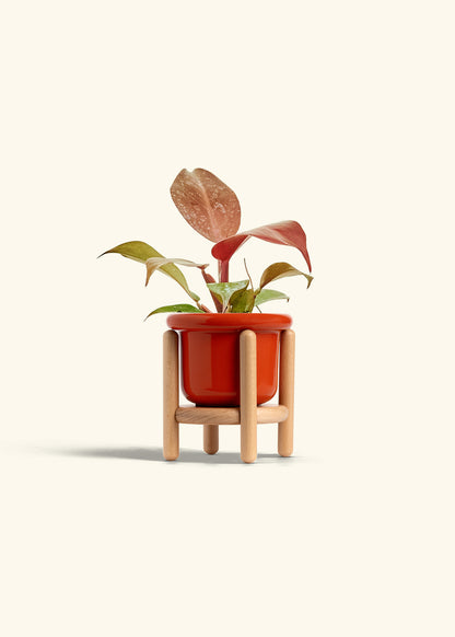 Philodendron 'Imperial Red' in a 4 inches Fat Lip Red Planter in a Beech Wood Stand