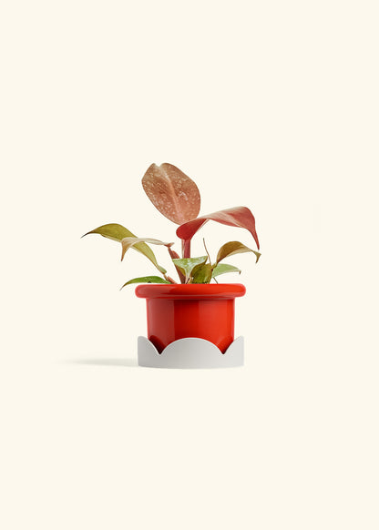 Philodendron 'Imperial Red' in a 4 inches Fat Lip Red Planter in a Oat Petal Drip Tray