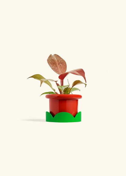 Philodendron 'Imperial Red' in a 4 inches Fat Lip Red Planter in a Shamrock Petal Drip Tray