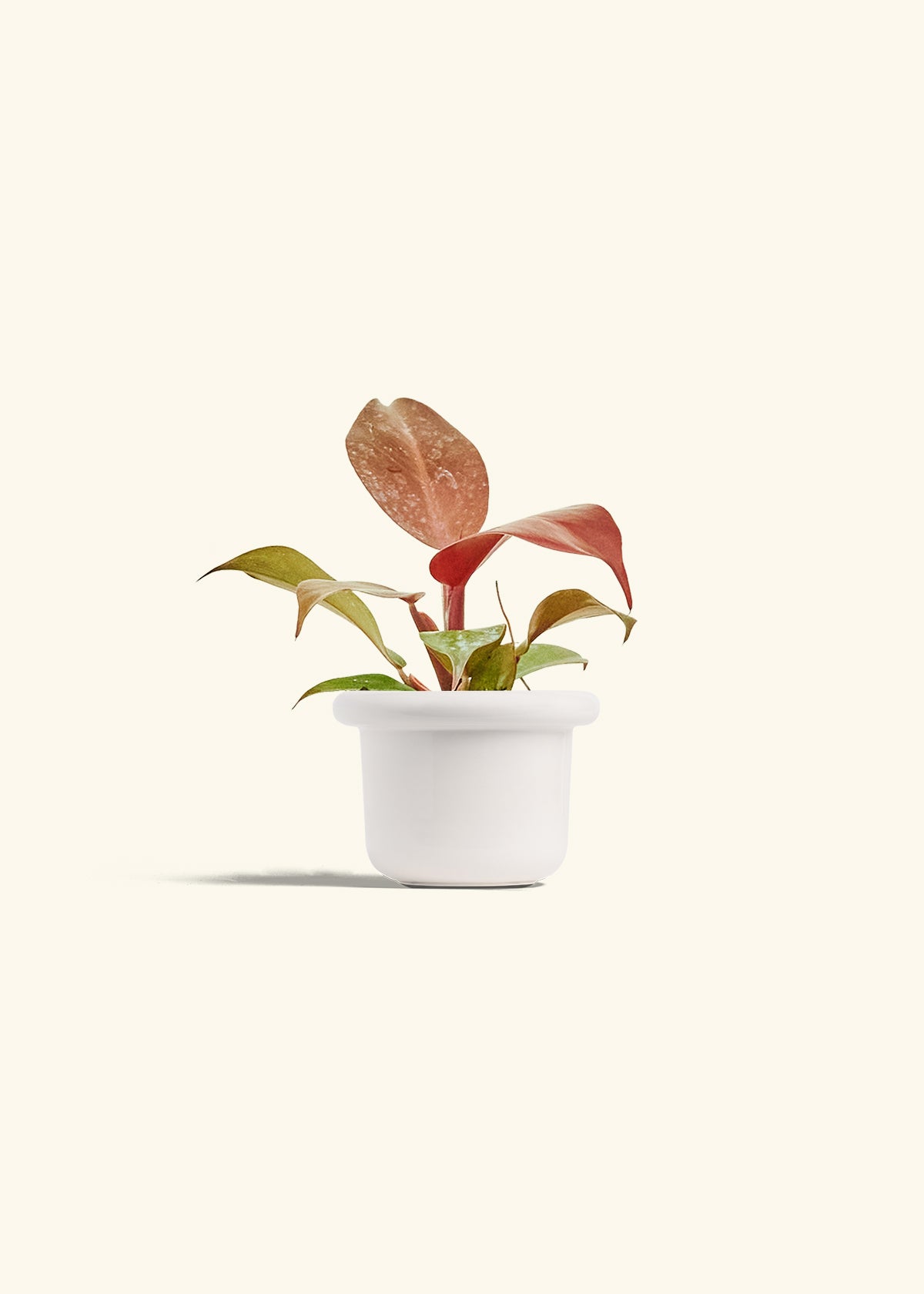Philodendron 'Imperial Red' in a 4 inches Fat Lip White Planter 
