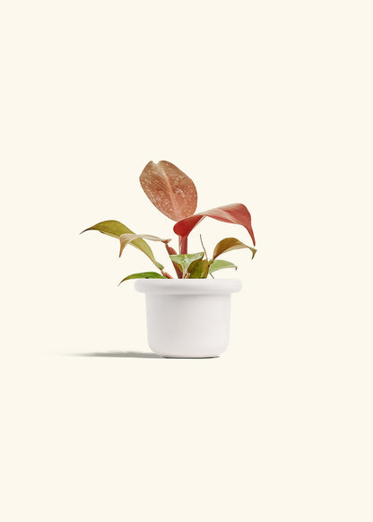 Philodendron 'Imperial Red' in a 4 inches Fat Lip White Planter 