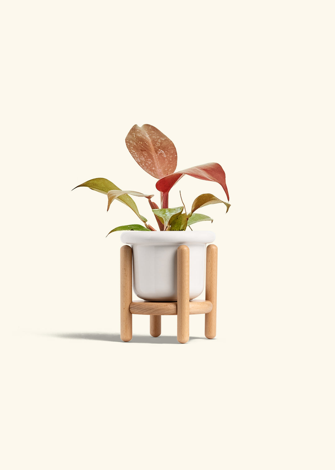 Philodendron 'Imperial Red' in a 4 inches Fat Lip White Planter in a Beech Wood Stand