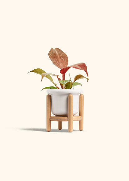 Philodendron 'Imperial Red' in a 4 inches Fat Lip White Planter in a Beech Wood Stand