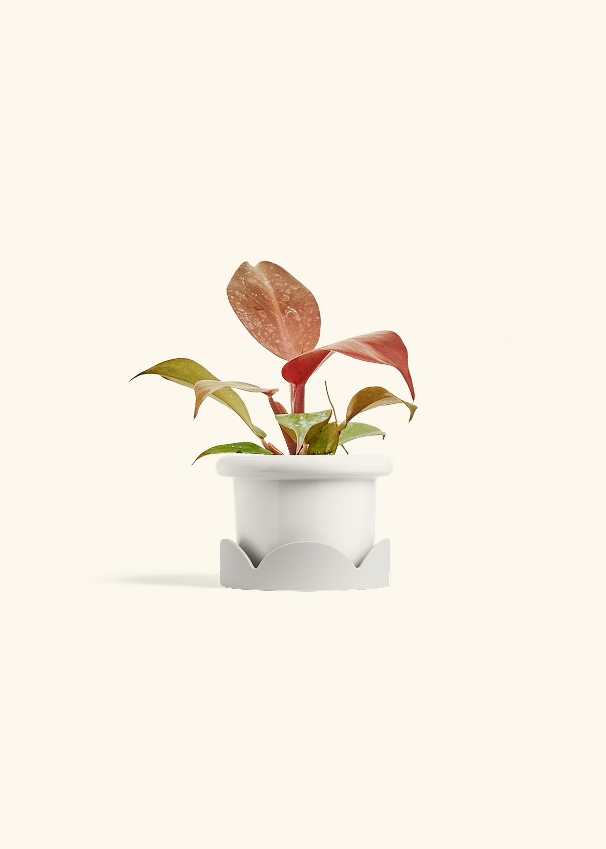 Philodendron 'Imperial Red' in a 4 inches Fat Lip White Planter in a Oat Petal Drip Tray