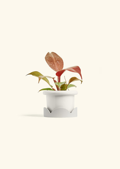 Philodendron 'Imperial Red' in a 4 inches Fat Lip White Planter in a Oat Petal Drip Tray