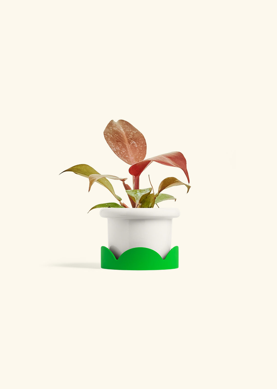 Philodendron 'Imperial Red' in a 4 inches Fat Lip White Planter in a Shamrock Petal Drip Tray