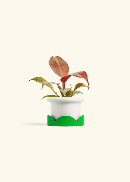 Philodendron 'Imperial Red' in a 4 inches Fat Lip White Planter in a Shamrock Petal Drip Tray